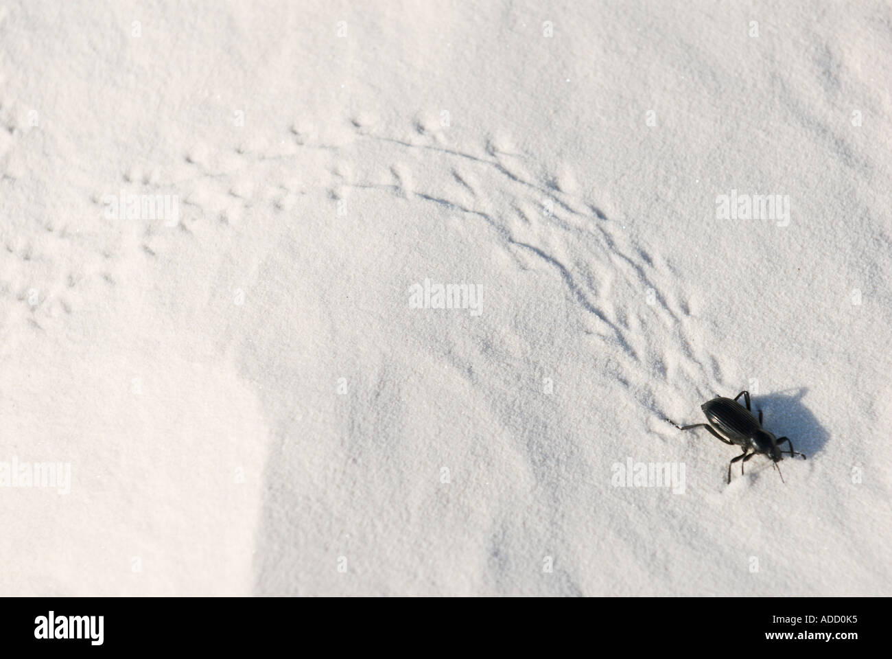 Darkling Beetle and tracks at White Sands National Monument Stock Photo