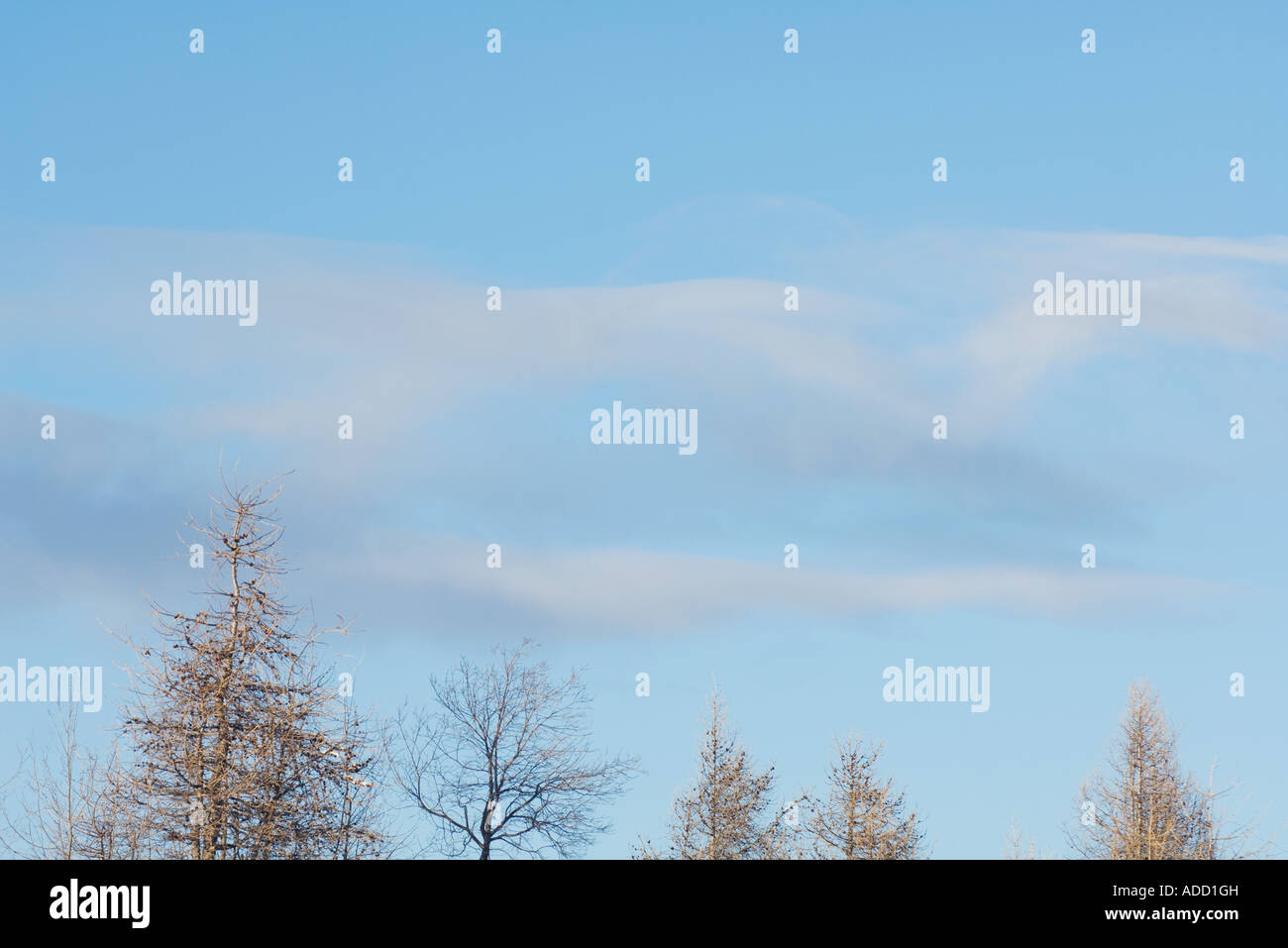Trees with clouds in blue sky Stock Photo - Alamy