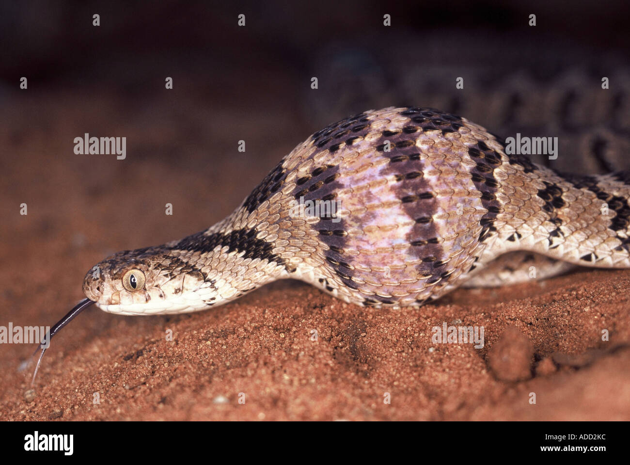 Rhombic Egg-Eater, Dasypeltis scabra Stock Photo