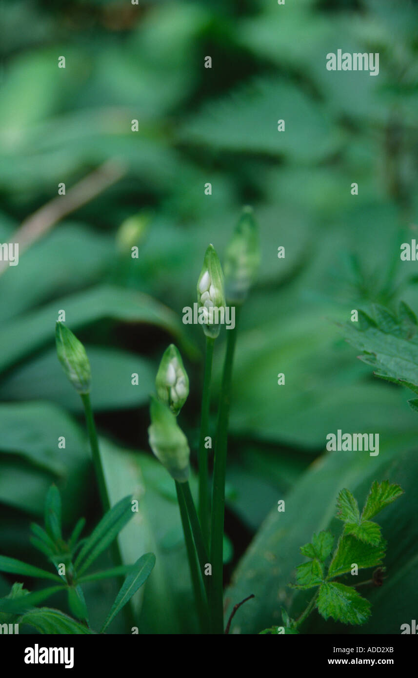 Wild Ransom's Ransom plants - wild garlic- showing leaves and first signs of blossom ...