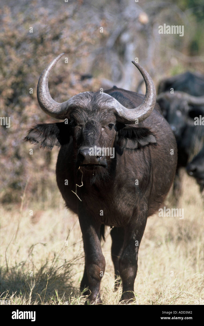 young buffalo, Syncerus caffer Stock Photo