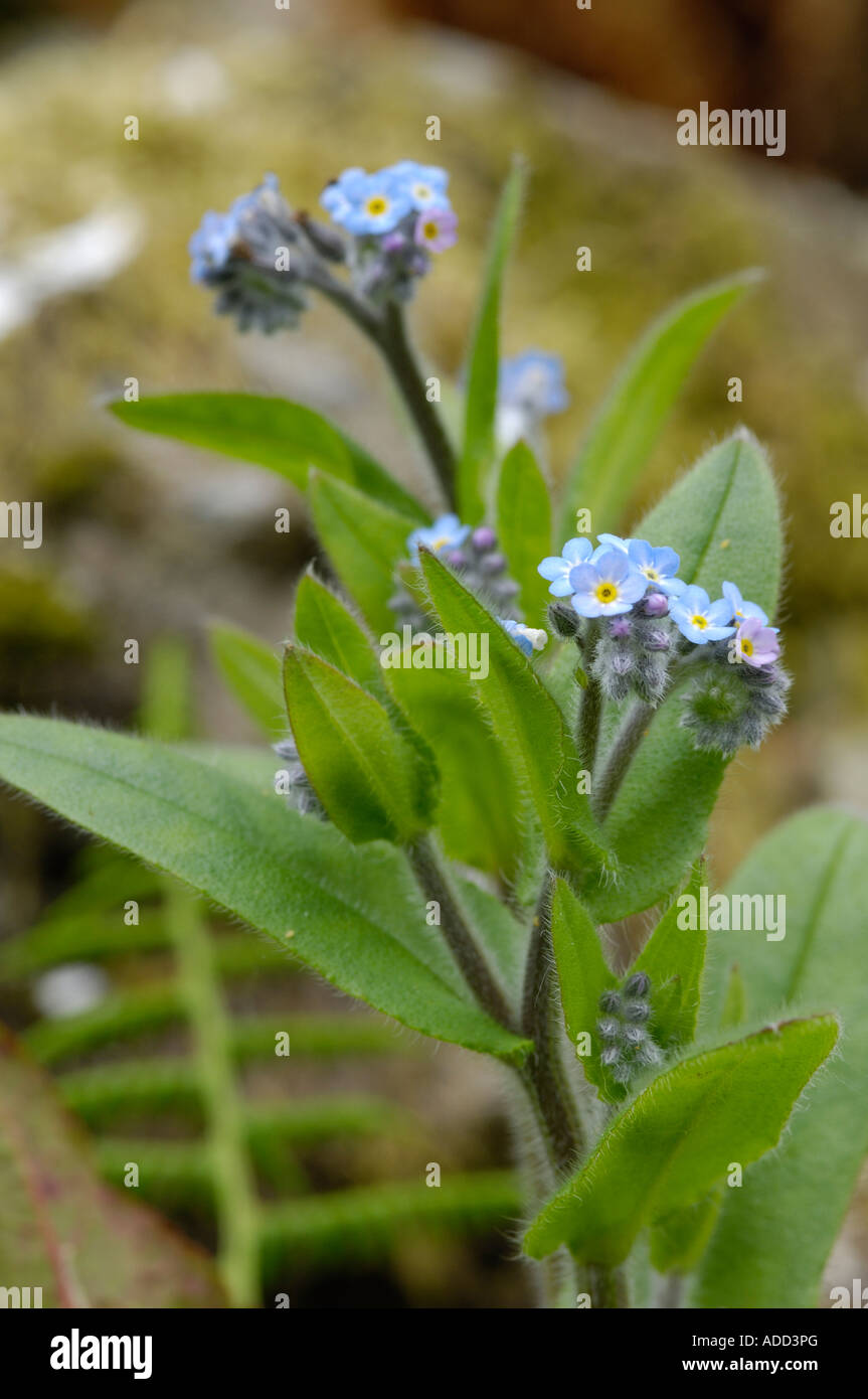Creeping Forget Me Not High Resolution Stock Photography And Images Alamy