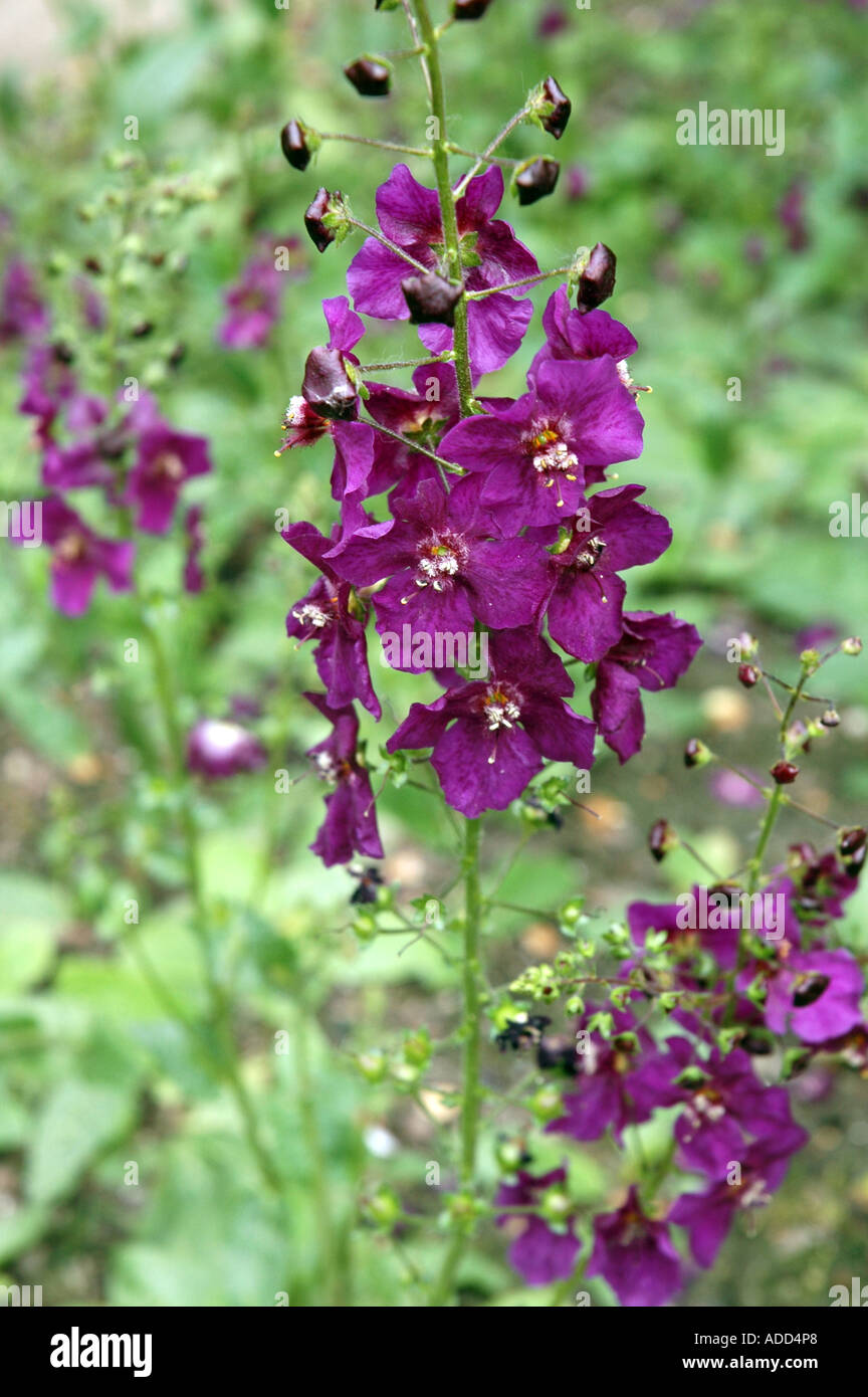 Purple Mullein Verbascum phoeniceum Stock Photo