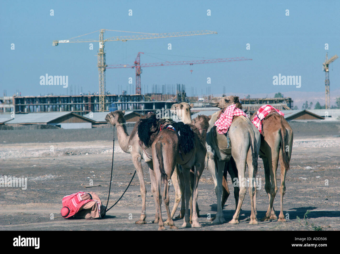 Man bowing to Mecca to pray holds reins of camels in Dubai United Arab Emirates Old contrasts with new Stock Photo