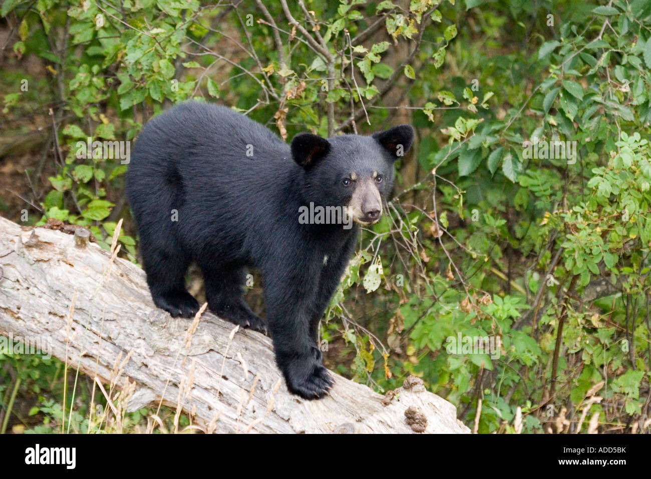 Black Bear Ursus americanus Orr Minnesota United States 10 August Subadult Ursidea Stock Photo