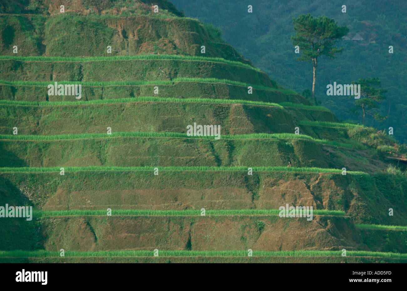 Rice Terraces at Banaue Luzon Island Philippines more than 2000 years ...