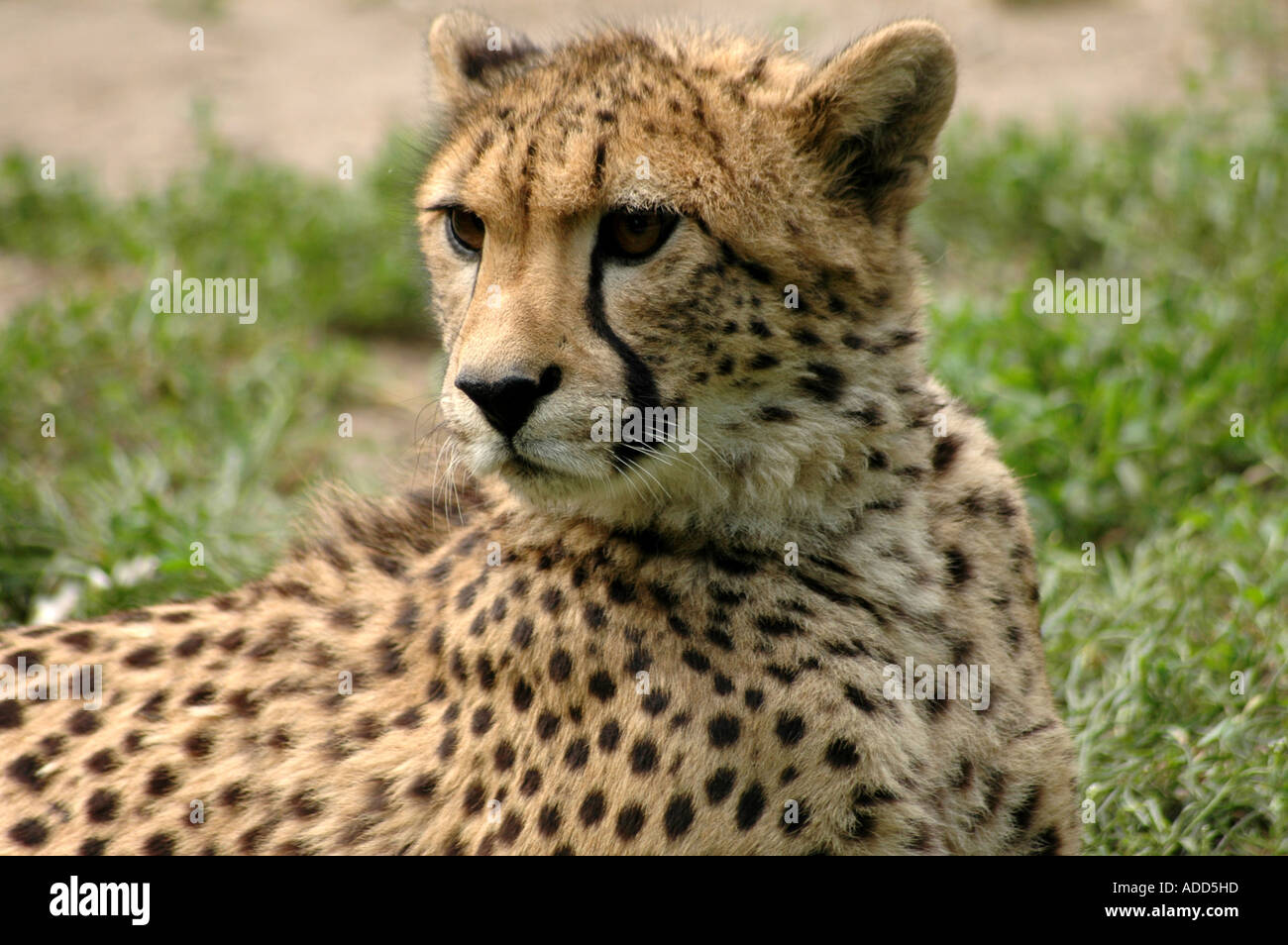 Cheetah Acinonyx jubatus Stock Photo