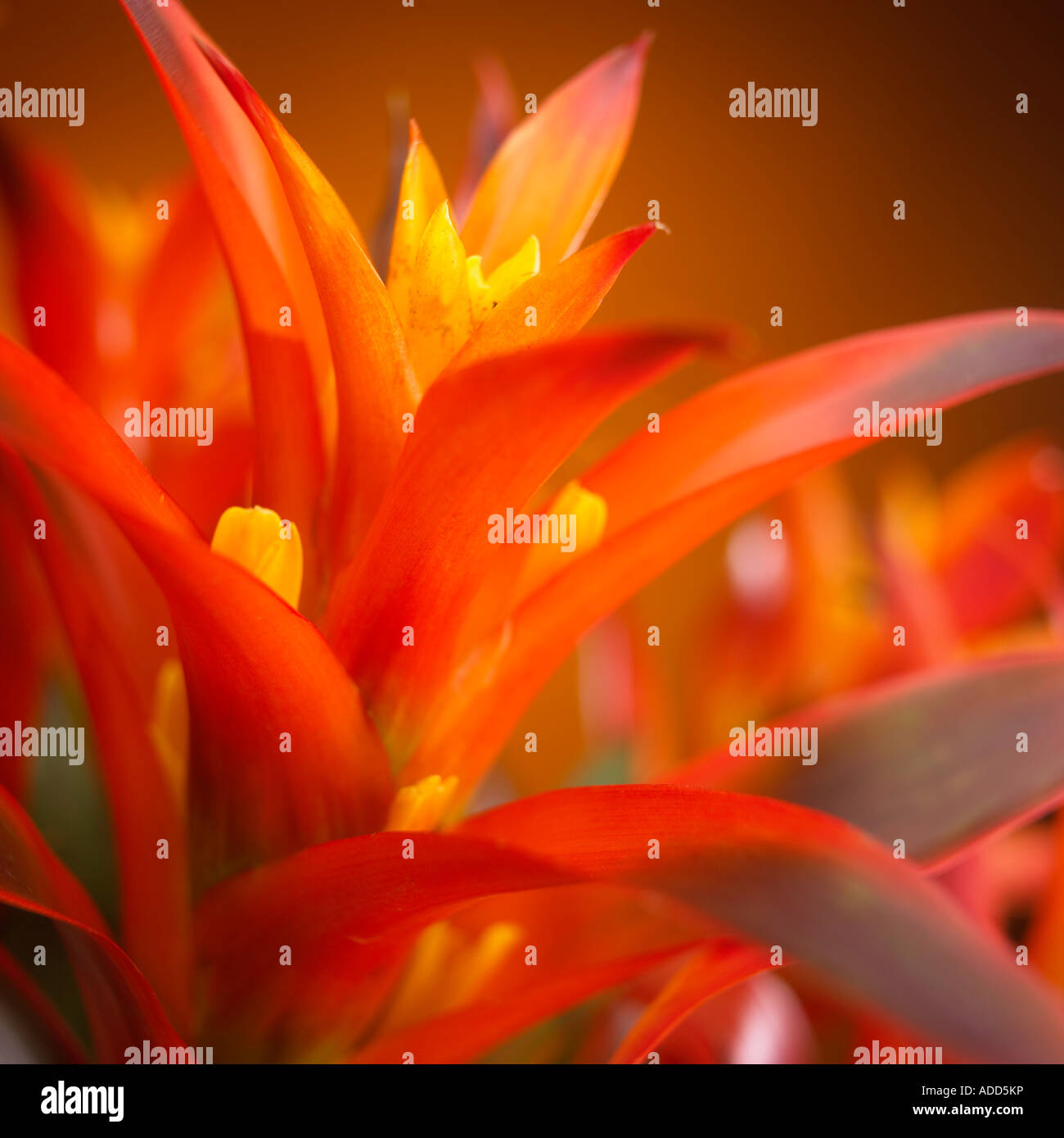 guzmania flower on orange background Stock Photo