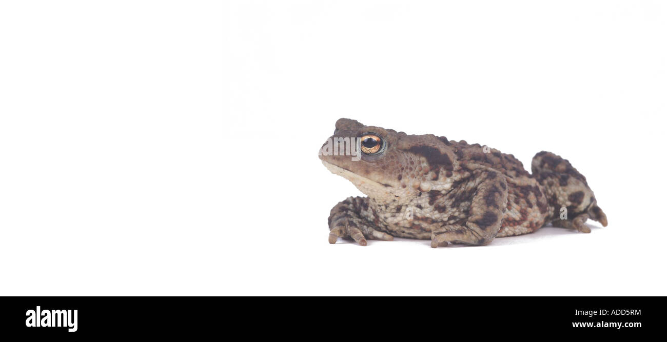 A Stock Photograph of a frog against a white background Stock Photo