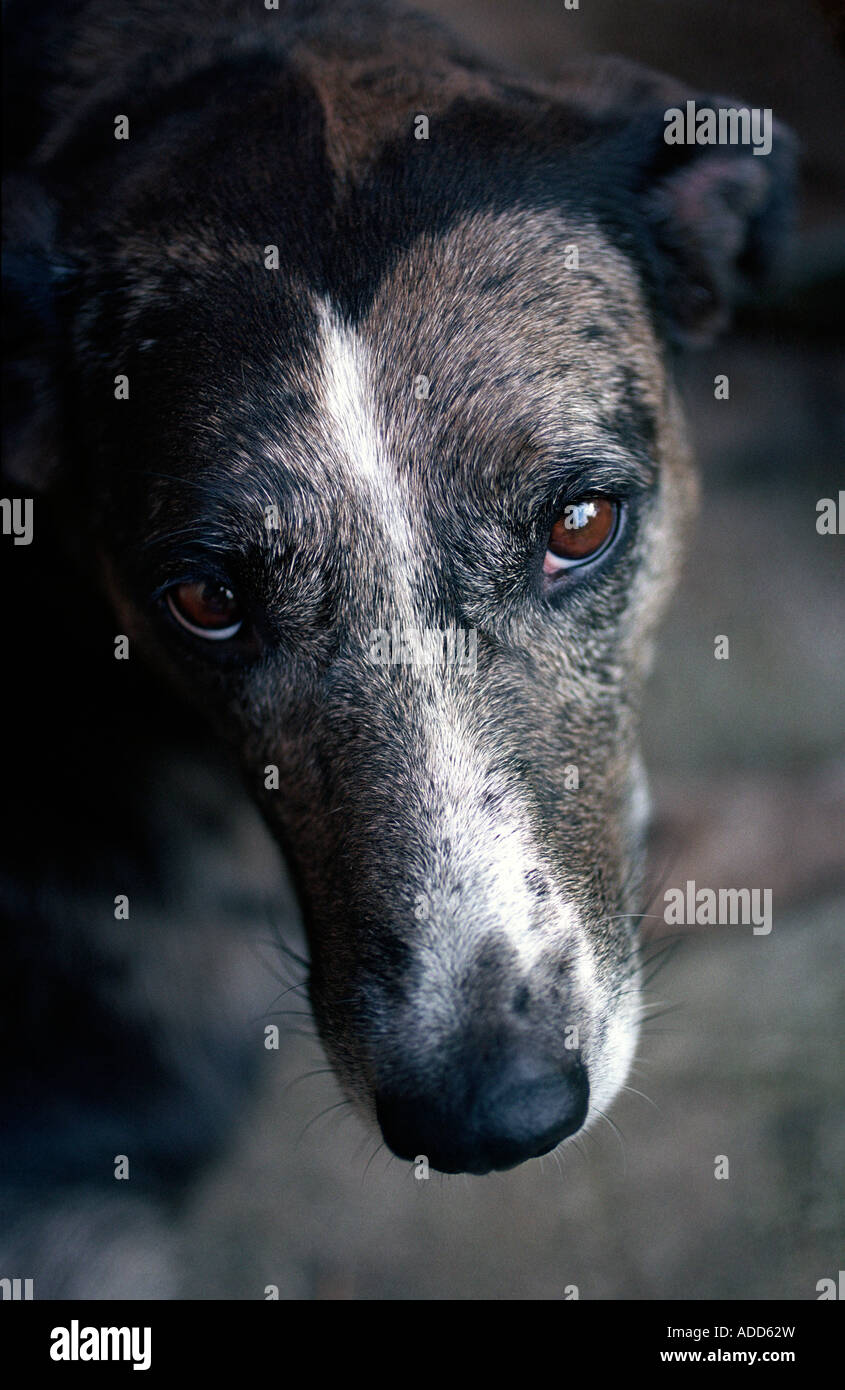 Headshot of a female Catahoula dog Catahoula dogs are originally from