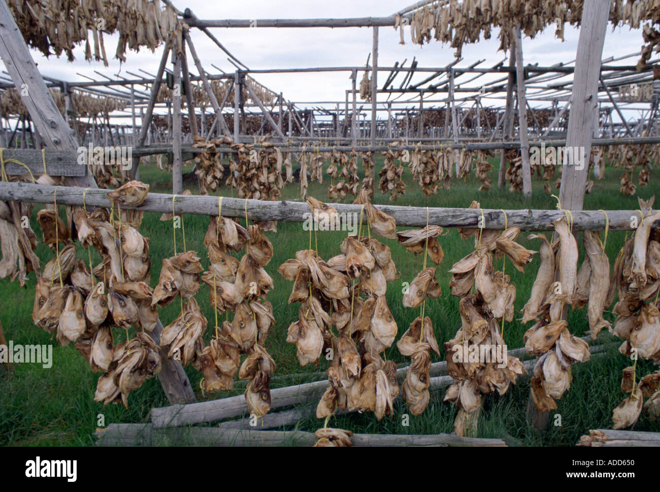 Air drying fish heads in Iceland Traditional food production process