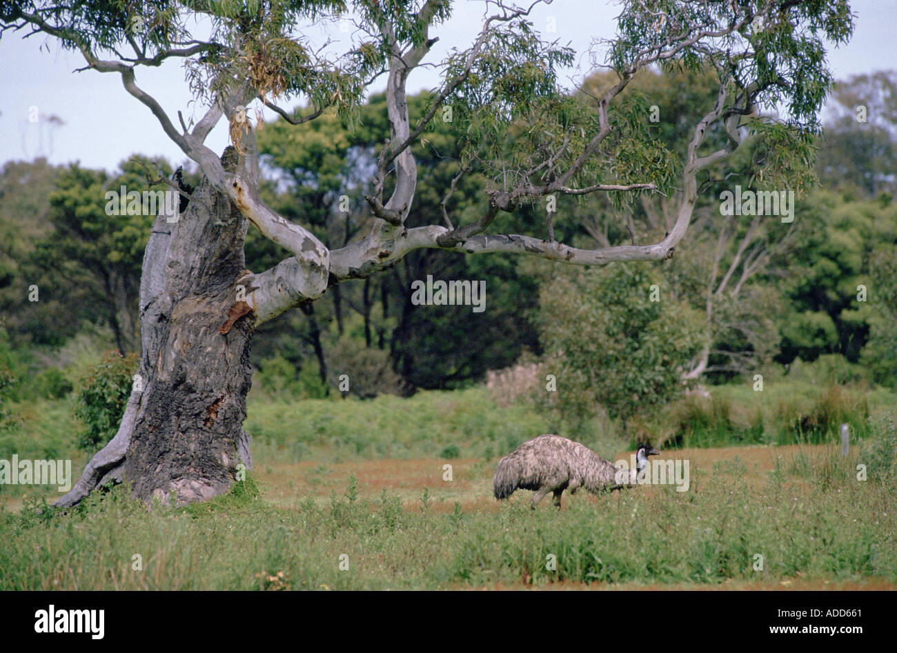 Emu roaming in the Australian bush Stock Photo