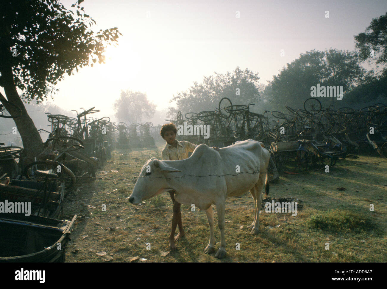 Boy tends a cow in a store for rickshaws confiscated for non payment of taxes Delhi India Stock Photo