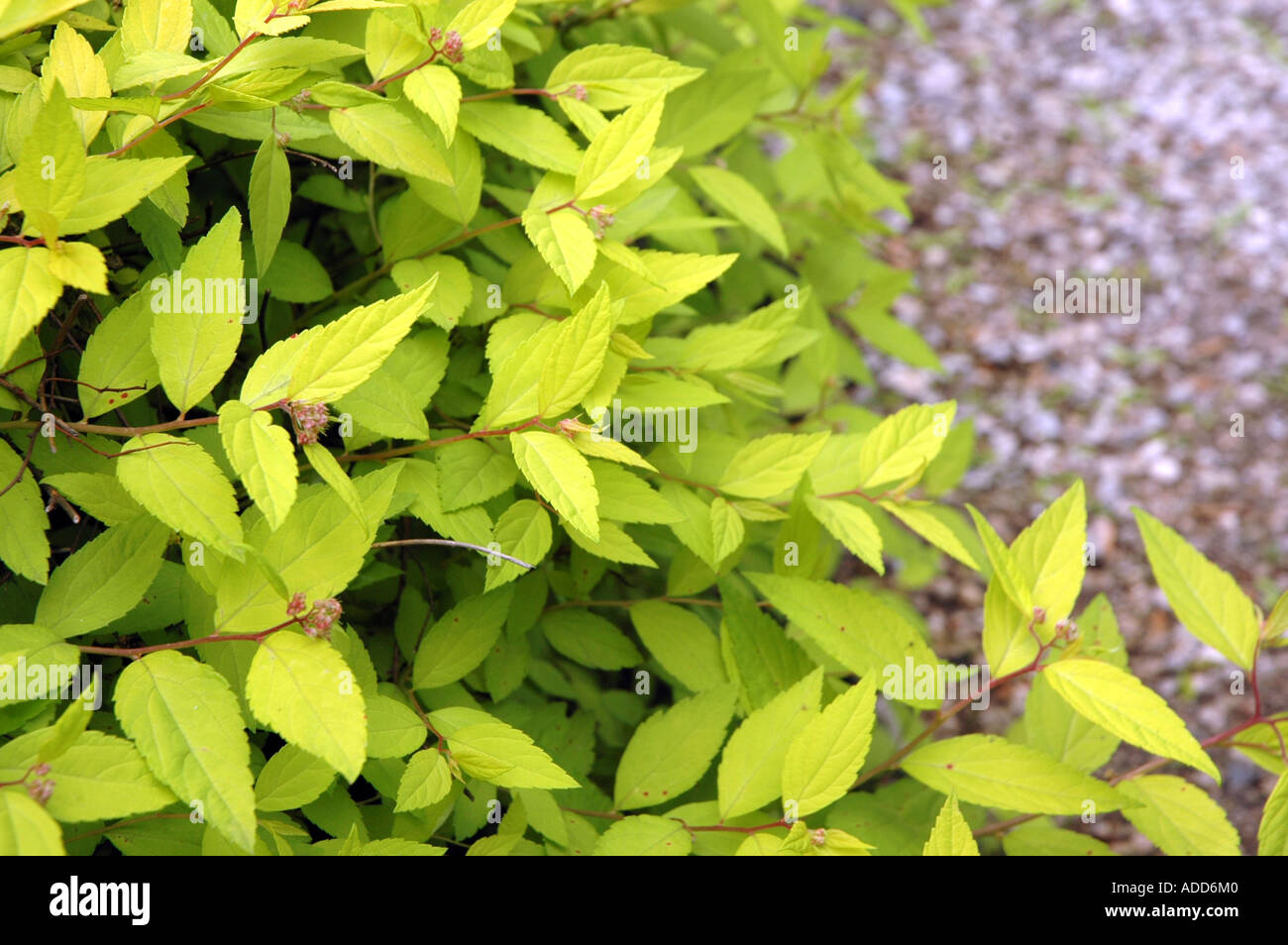 Japanese Spirea Spiraea Japonica Variety Little Princess Stock Photo Alamy Japanese Spirea Spiraea Japonica Variety Little Princess Stock Photo Alamy