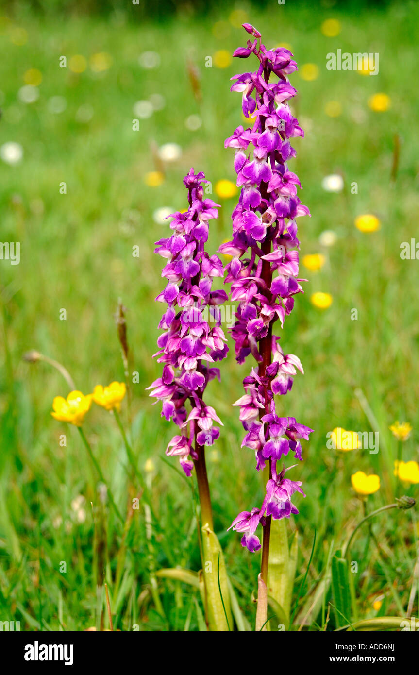 Pair of wild Early Purple orchids Orchis mascula in full flower Stock Photo