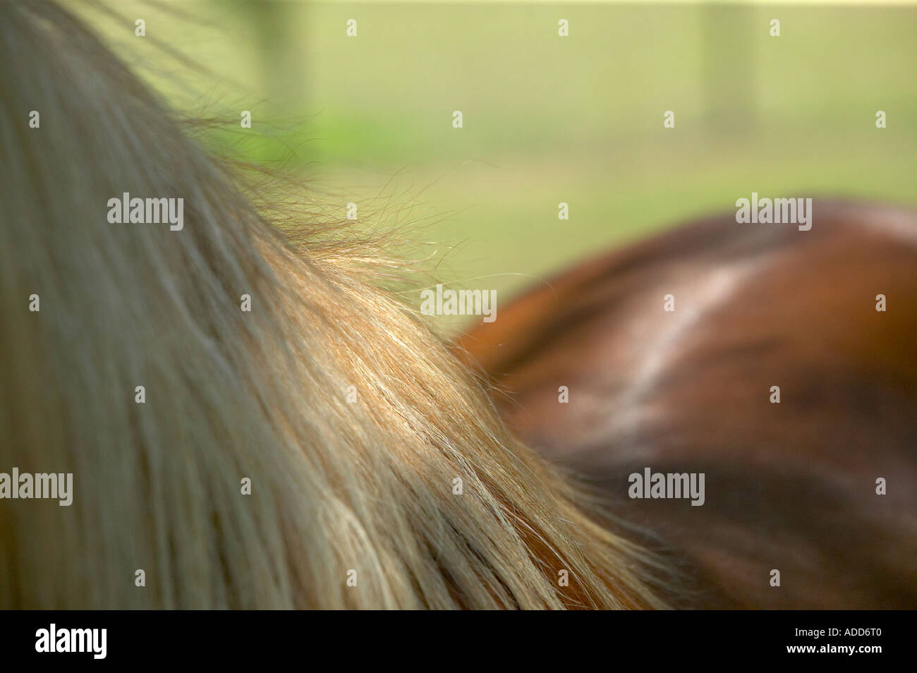 Back mane hi-res stock photography and images - Alamy