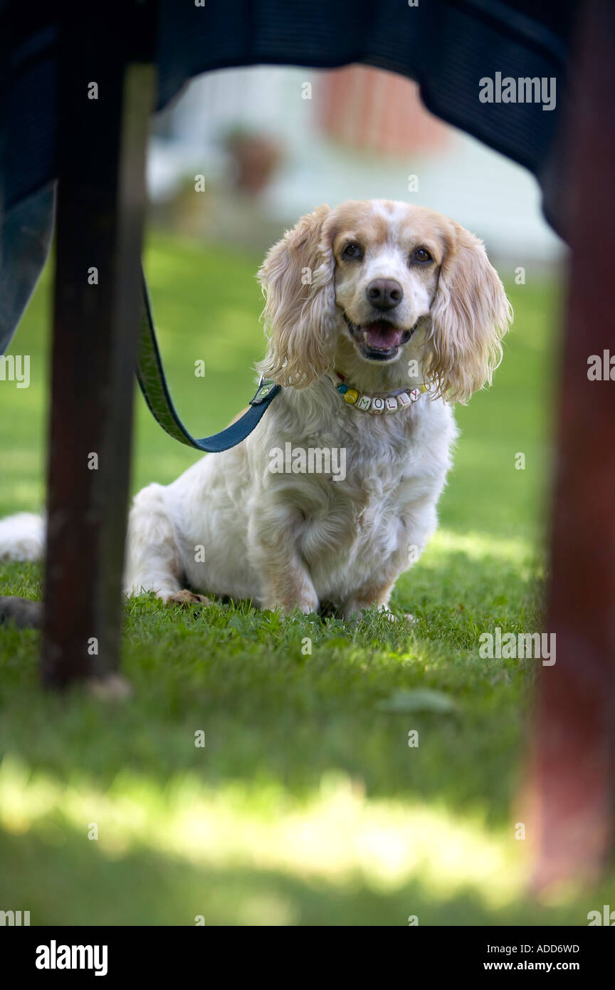 Smiling Cocker Spaniel dog on leash sitting beneath table on lush green