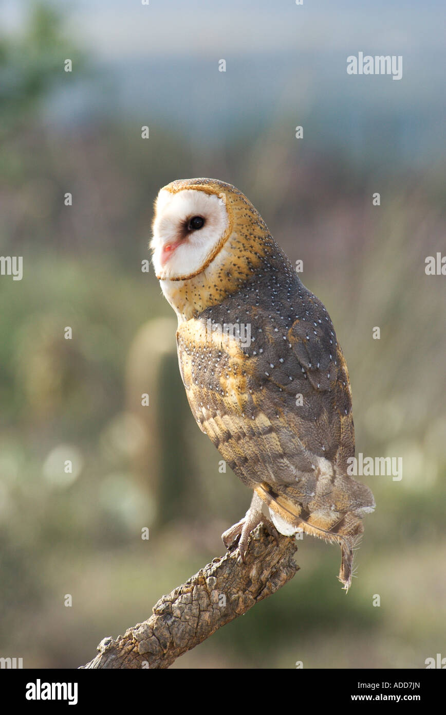 Barn Owl Tyto alba Arizona Sonora Desert Museum Tucson Arizona USA 21