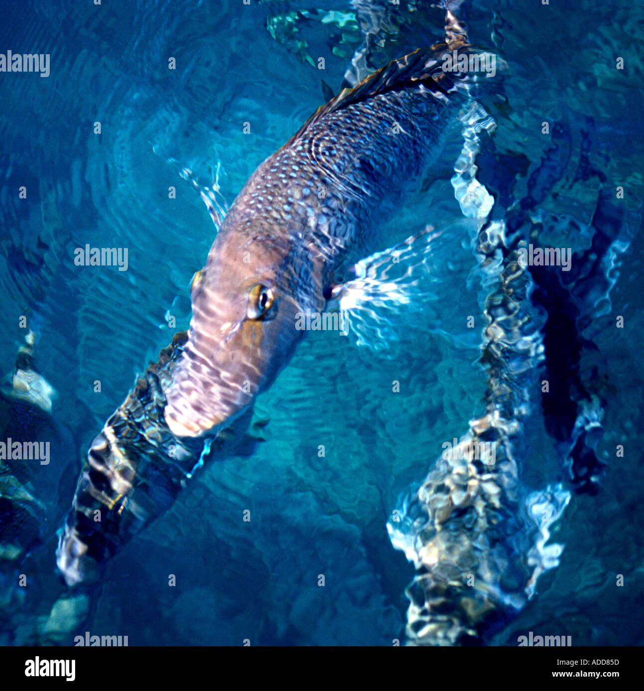 Fish feeding Ningaloo Reef Australia Stock Photo Alamy