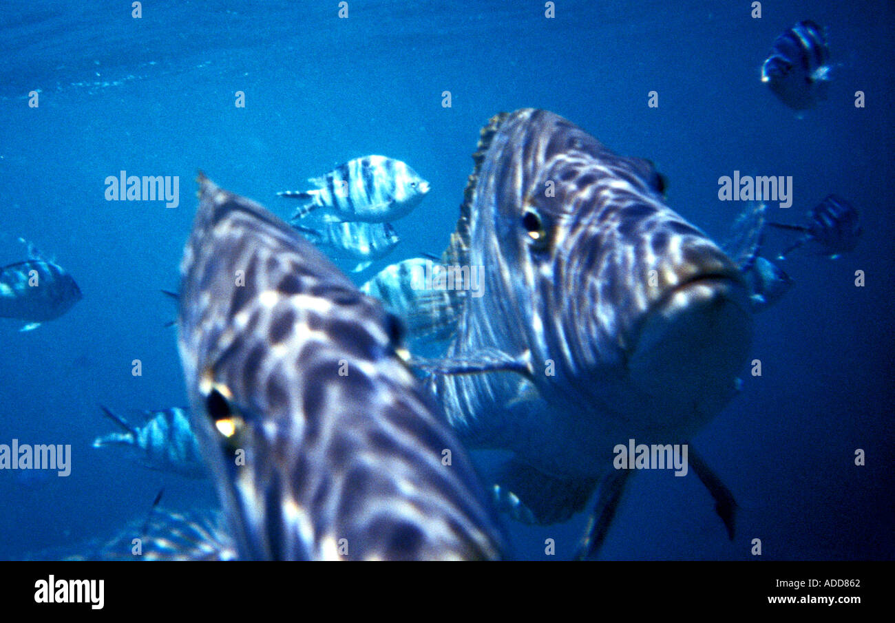 Fish feeding Ningaloo Reef Australia Stock Photo Alamy
