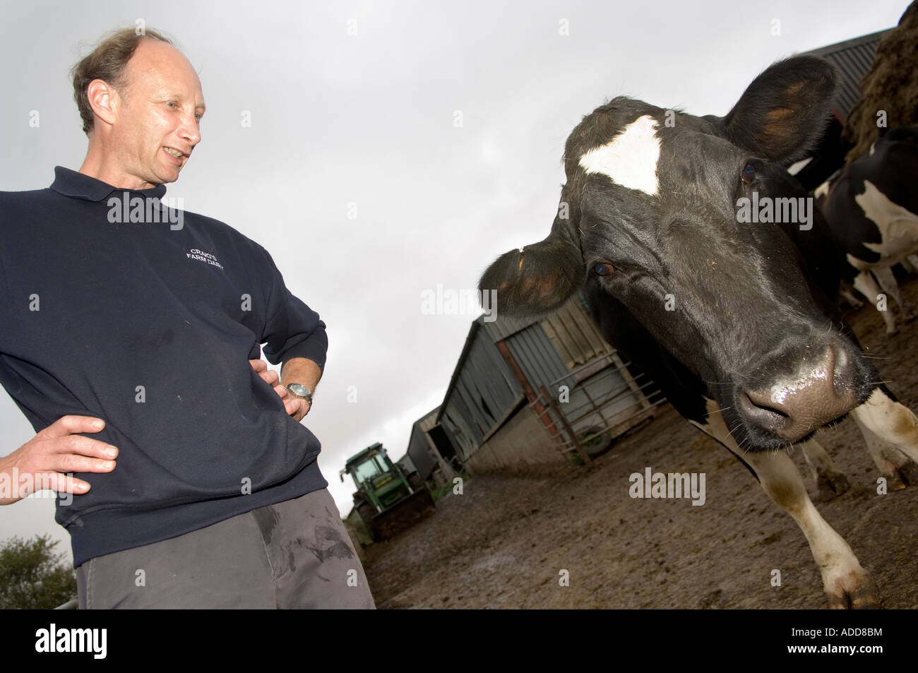 A dairy farmer and his cows Dorset September 2006 Stock Photo - Alamy