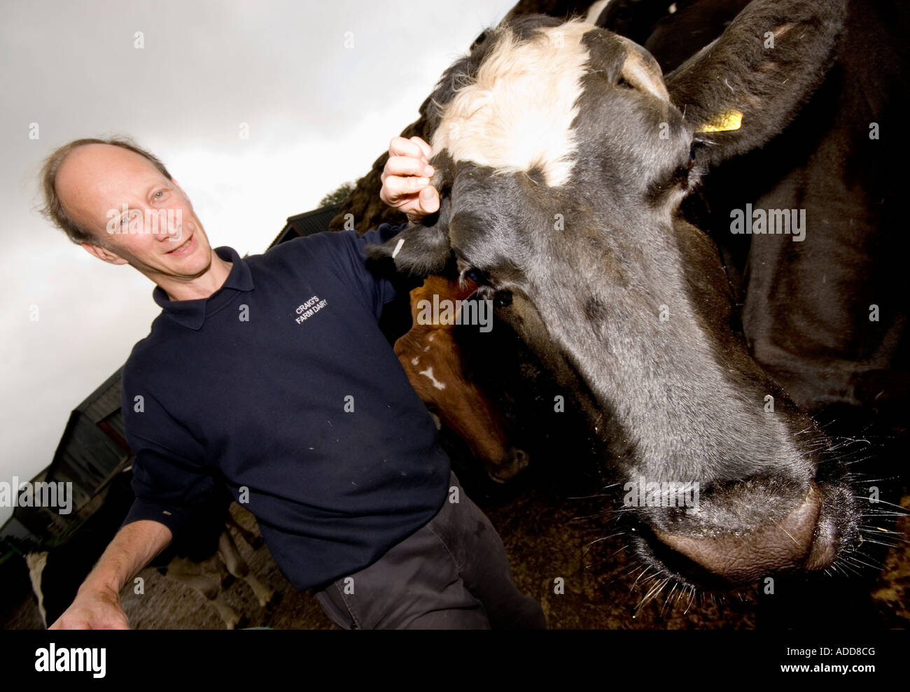 A dairy farmer and his cows Dorset September 2006 Stock Photo - Alamy