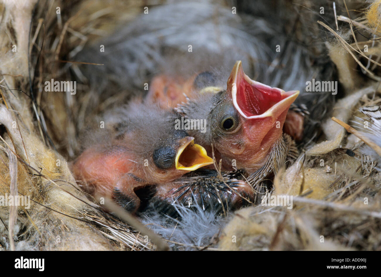 Bronzed Cowbird Molothrus aeneus young in nest of Bewick s Wren Brood