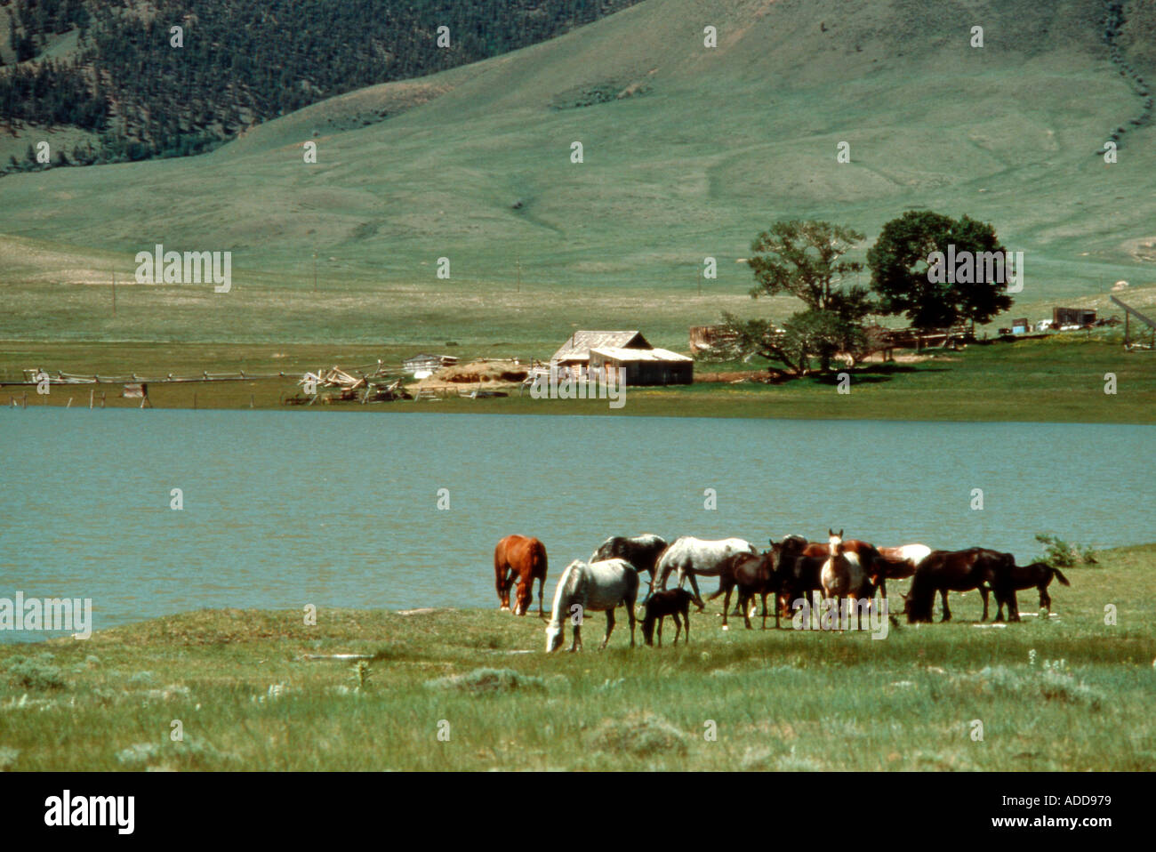Herd of horses on ranch in Wyoming Stock Photo