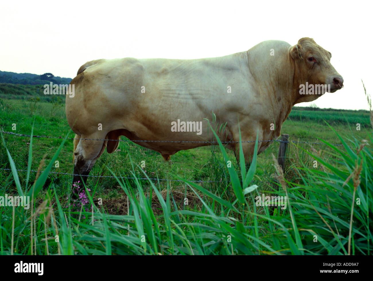 Cattle feeding ring hi-res stock photography and images - Alamy