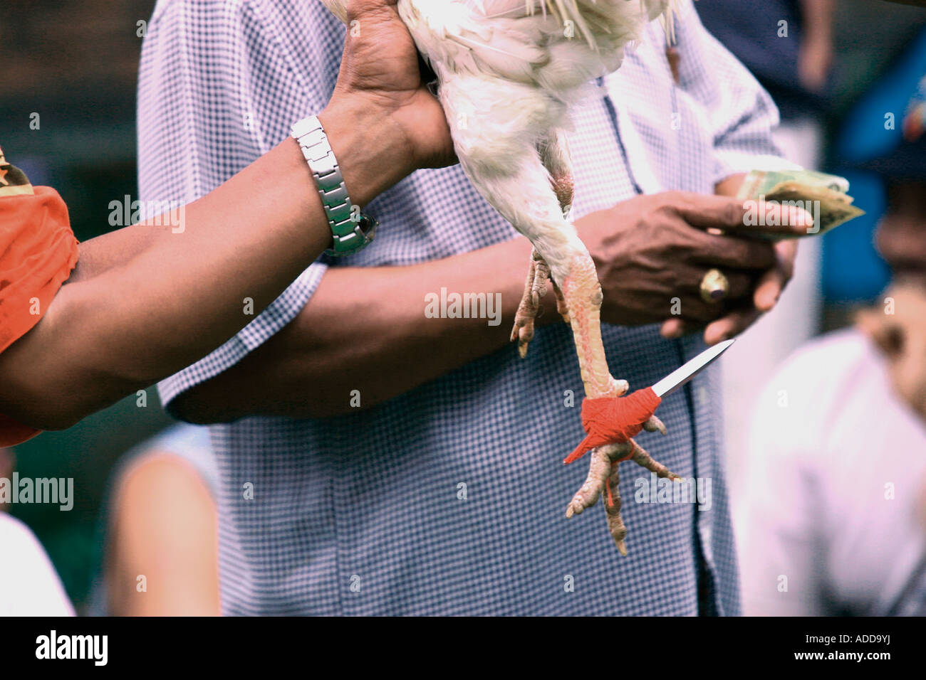 Blade for rooster fighting Stock Photo