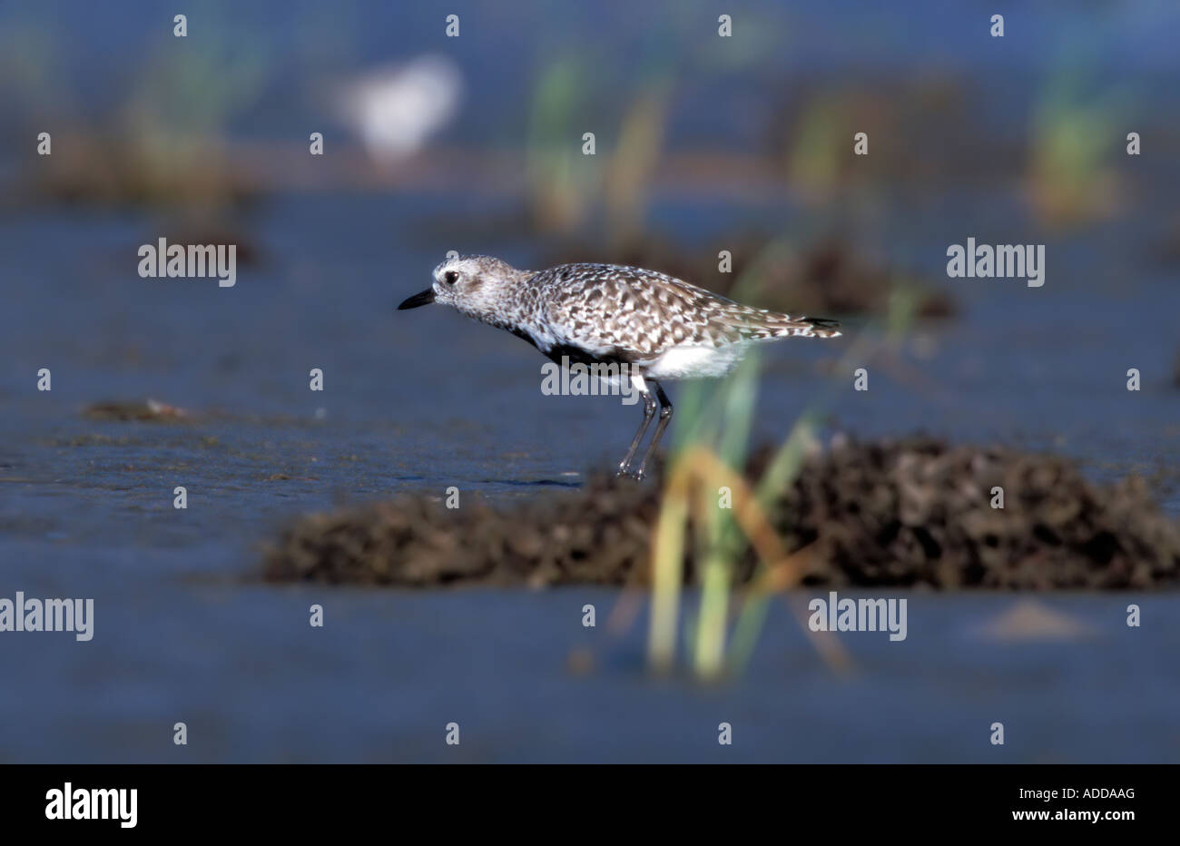 Black-bellied Plover Pluvialis squatarola Boliver Flats Texas United States Adult  April Stock Photo