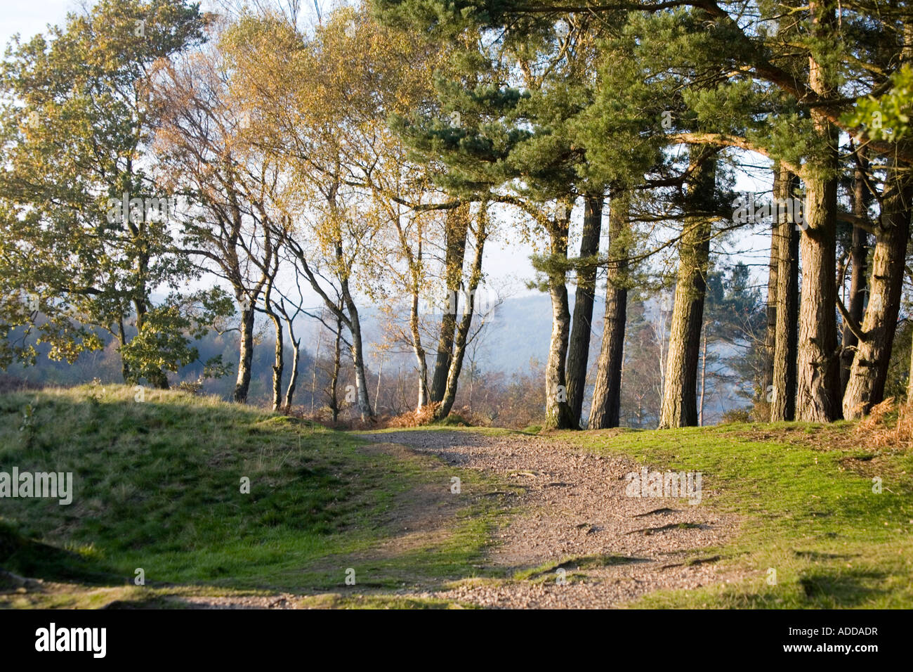 Castle Ring highest Point on Cannock Chase Autumn Cannock Chase Stock