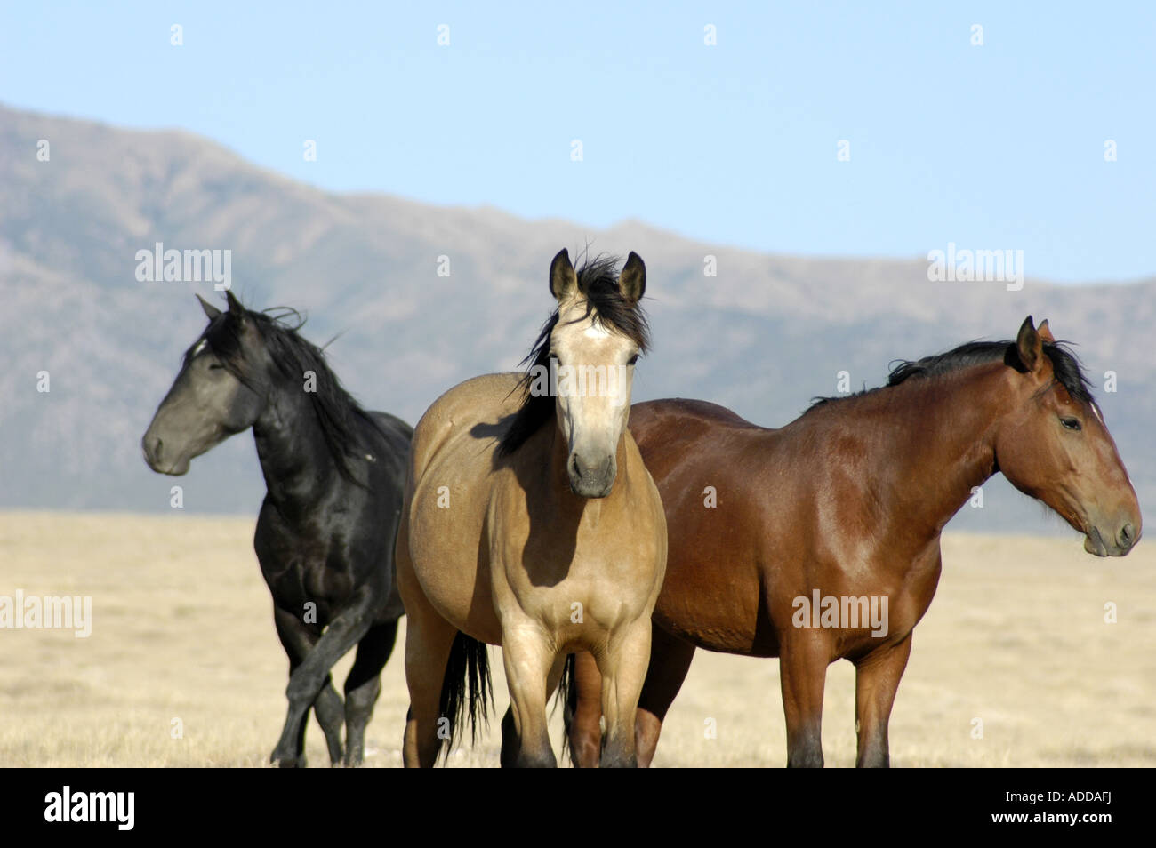 Wild Horses in Utah Stock Photo Alamy