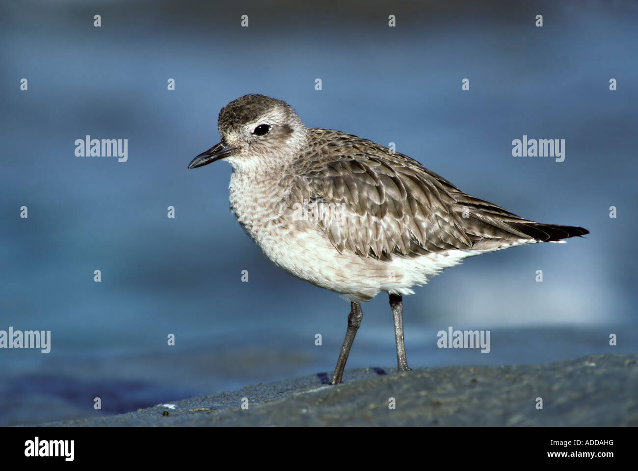 Black-bellied Plover Pluvialis squatarola San Diego CALIFORNIA United States March Adult winter plumage Charadriidae Stock Photo
