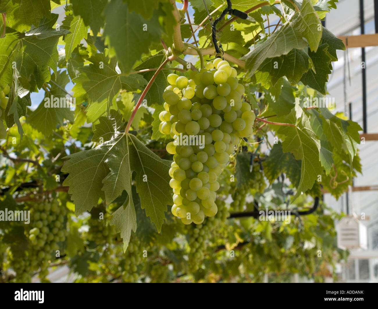 Grapes growing in the fully restored Victorian Vinehouse café