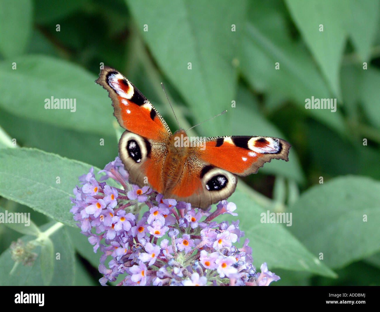 Butterfly, Peacock Butterfly, Inachis io on buddleia bush Stock Photo