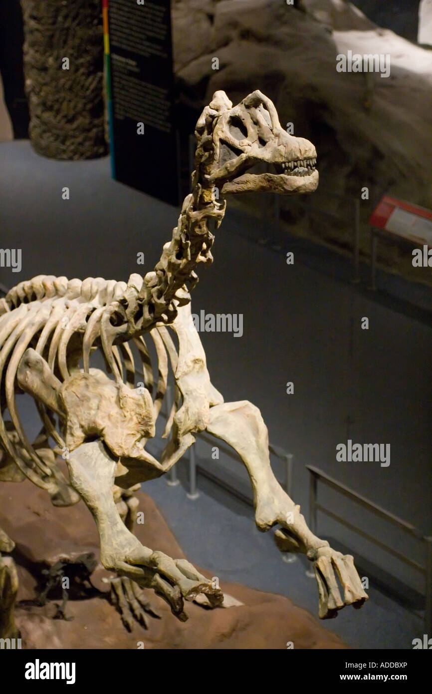 Titanosaurus Skeleton Hi res Stock Photography And Images Alamy