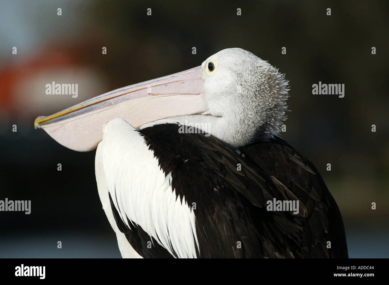 Australian Pelican Mandurah Western Australia Picture by Barry Bland 10