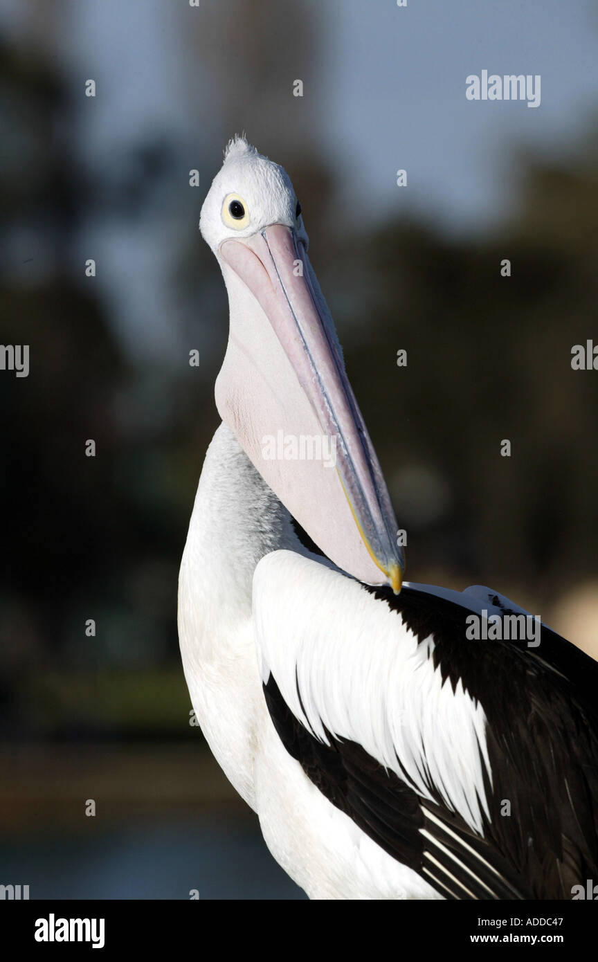 Mandurah pelican hires stock photography and images Alamy
