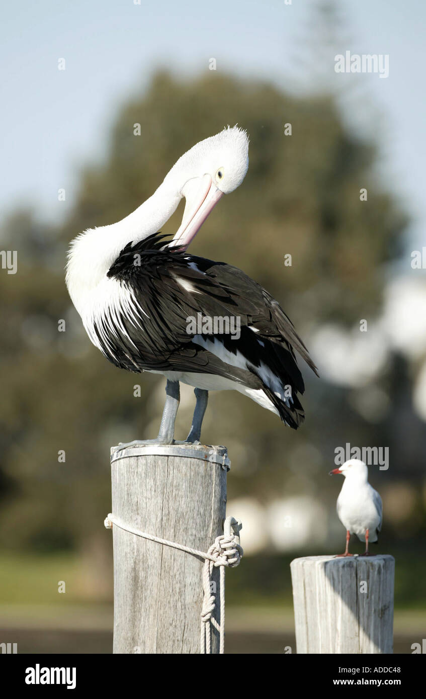 Australian Pelican Mandurah Western Australia Picture by Barry Bland 10