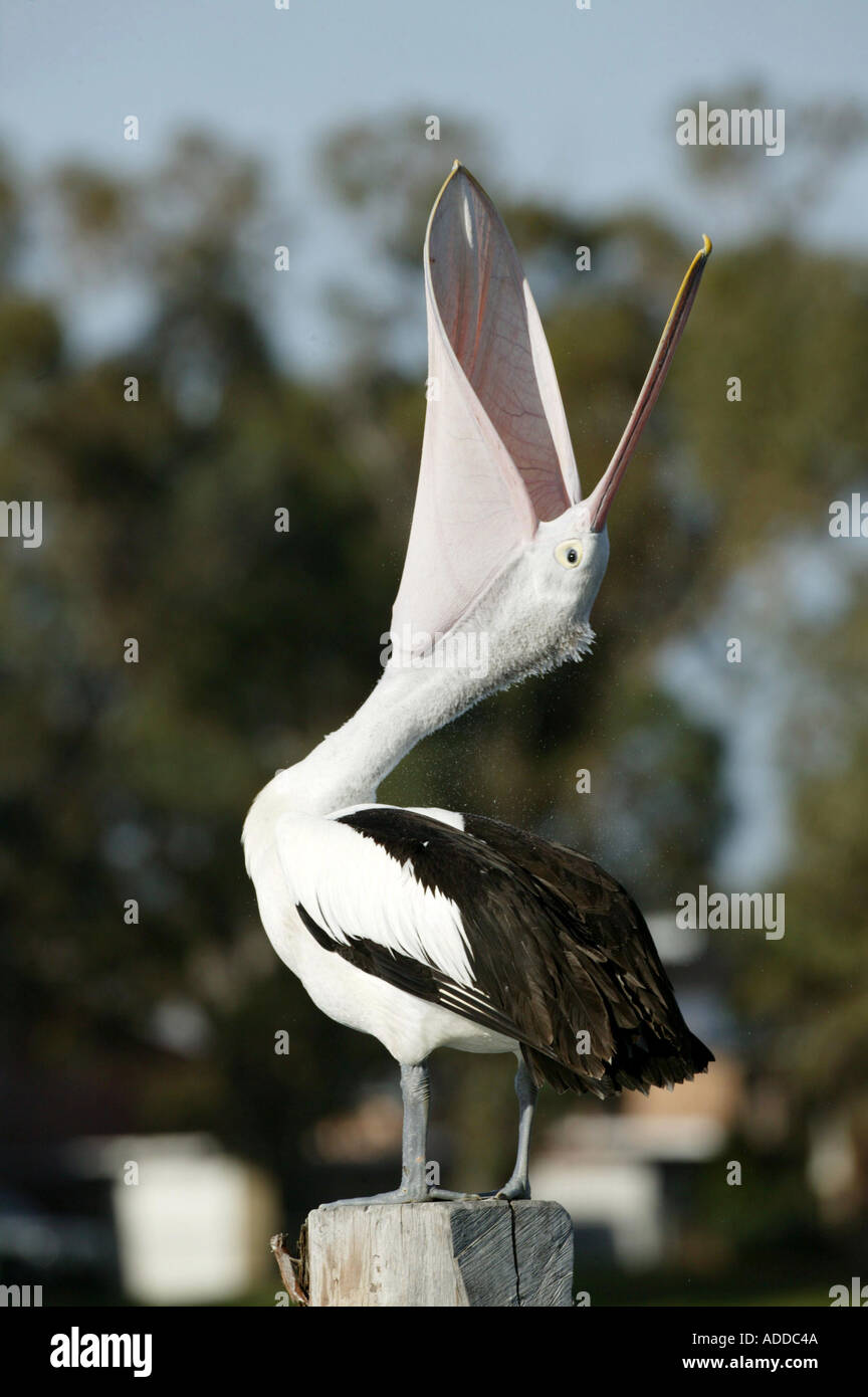 Australian Pelican Mandurah Western Australia Picture by Barry Bland 10