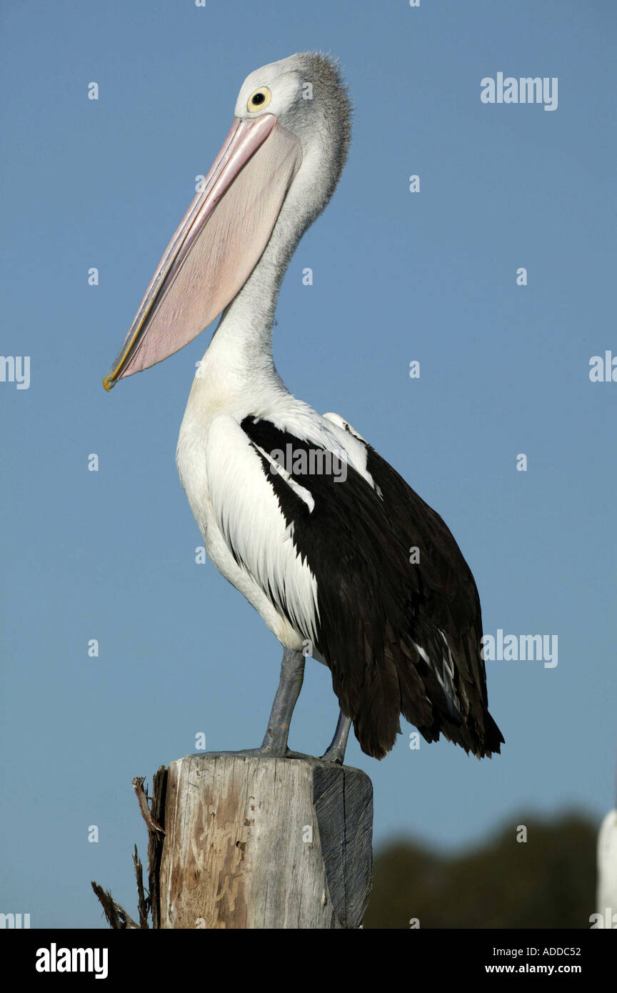 Australian Pelican Mandurah Western Australia Picture by Barry Bland 10