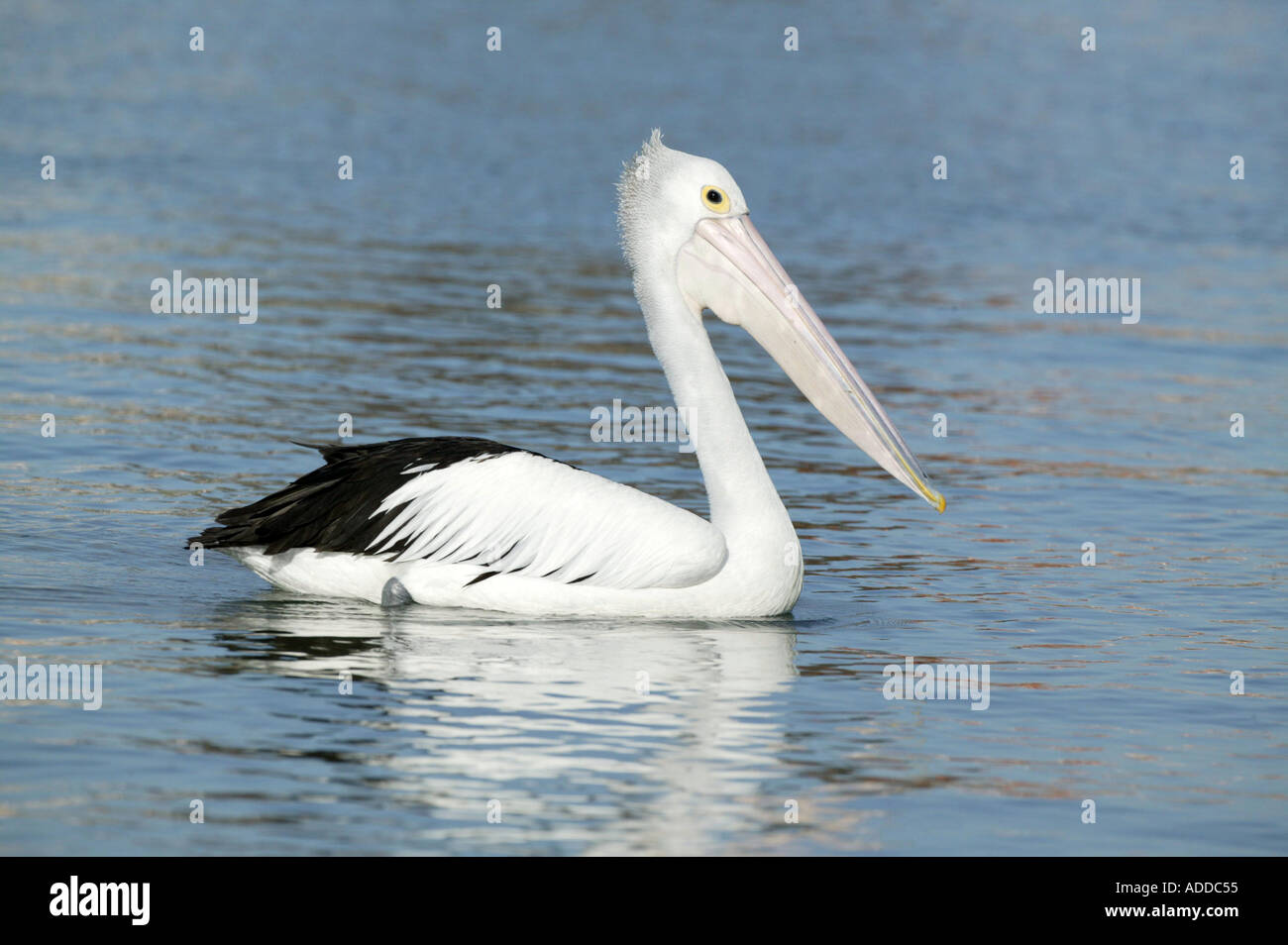Australian Pelican Mandurah Western Australia Picture by Barry Bland 10