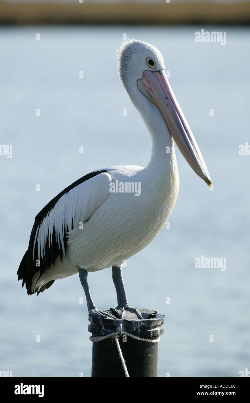 Australian Pelican Mandurah Western Australia Picture by Barry Bland 10