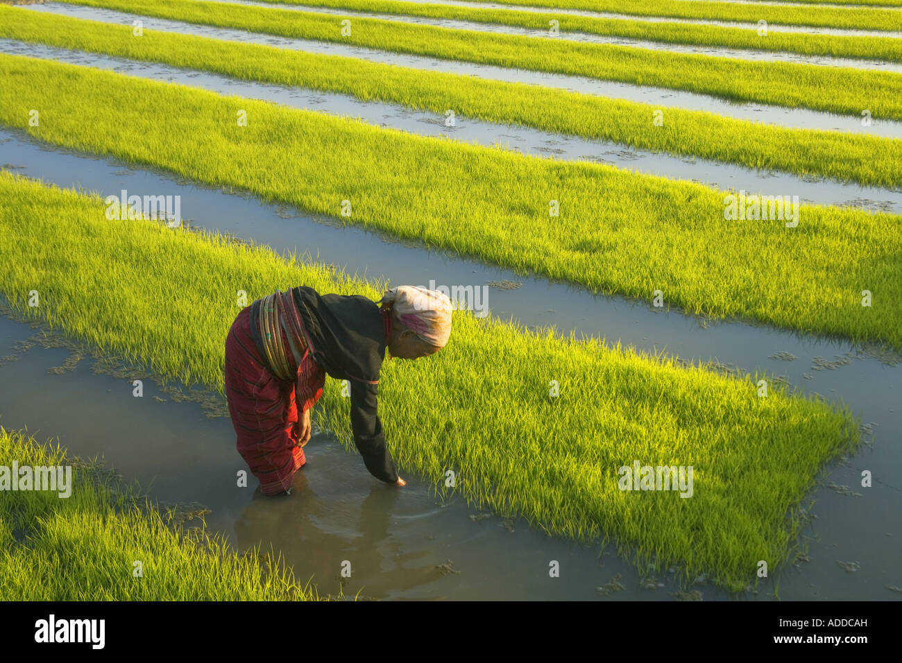 Woman tends to rice seedlings Kengtung Myanmar Stock Photo