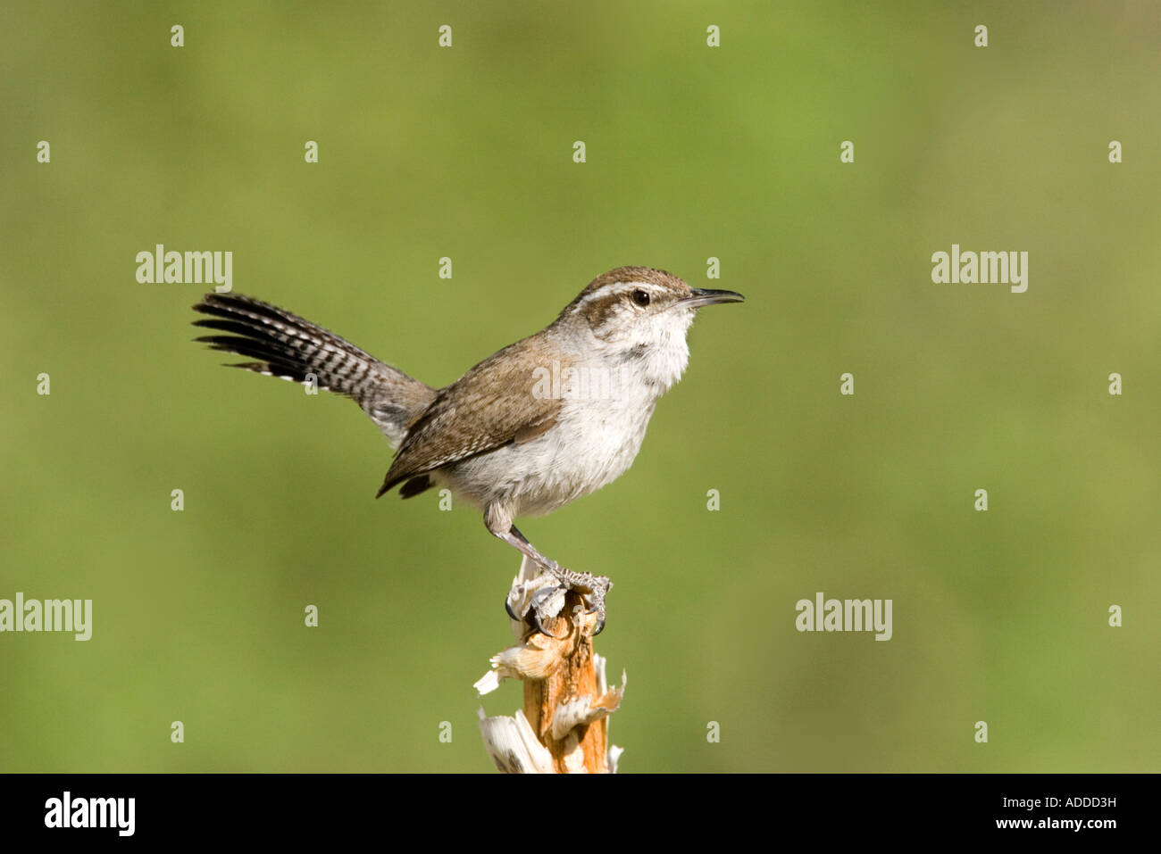 Bewick's Wren Thryomanes bewickii Guadalupe Mountains National Park Texas United States 9 May Stock Photo