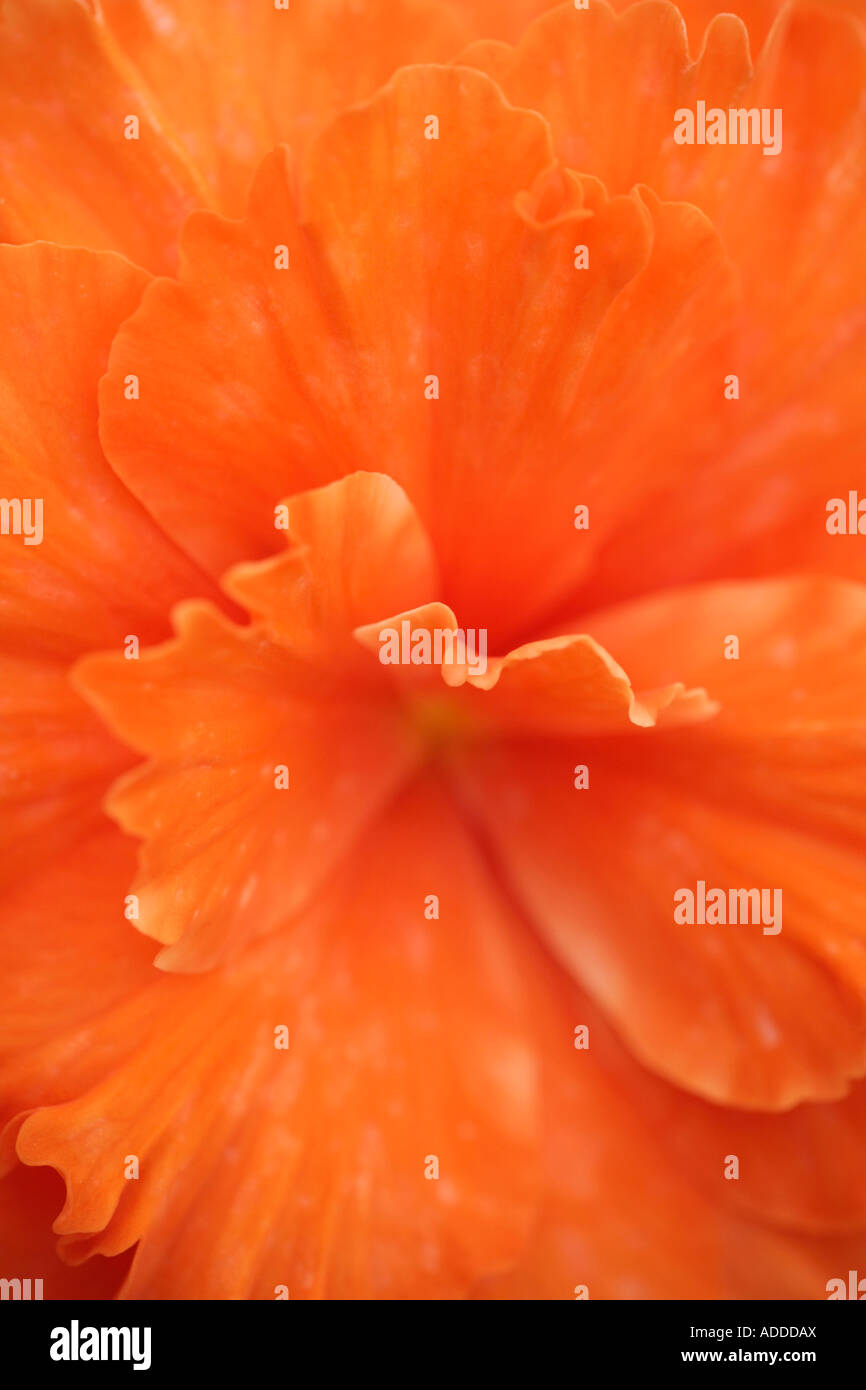 Abstract macro view of the petals of an orange Begonia (Alan Harris) Stock Photo