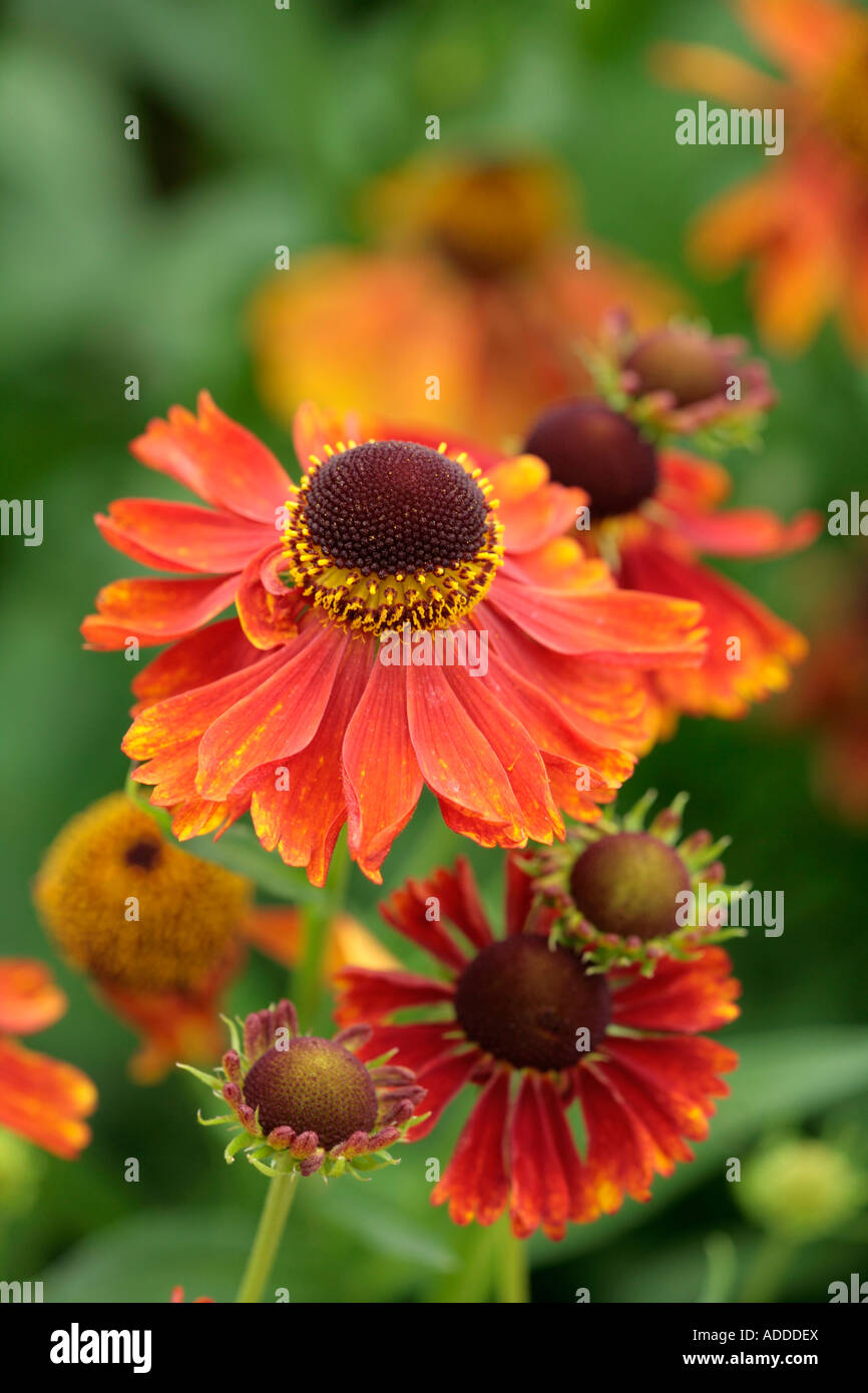 Close up of Orange Red Coneflowers (Echinacea) in bloom in English garden in summer Stock Photo