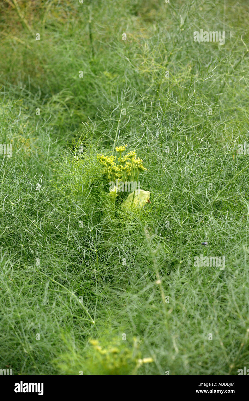 Florence Fennel "Victoria" in summer Stock Photo