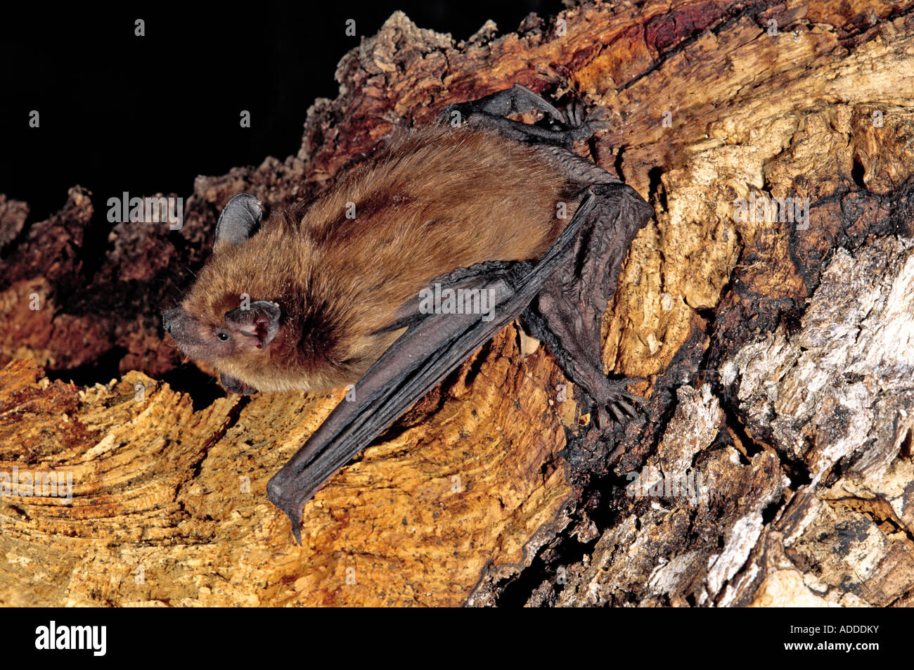 Big Brown Bat Eptesicus fuscus Burro Mountains NEW MEXICO United States May Adult Vespertilionidae Stock Photo